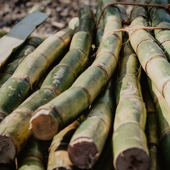 Sugarcane scum and ashes - Co-products - L'Aventure du Sucre