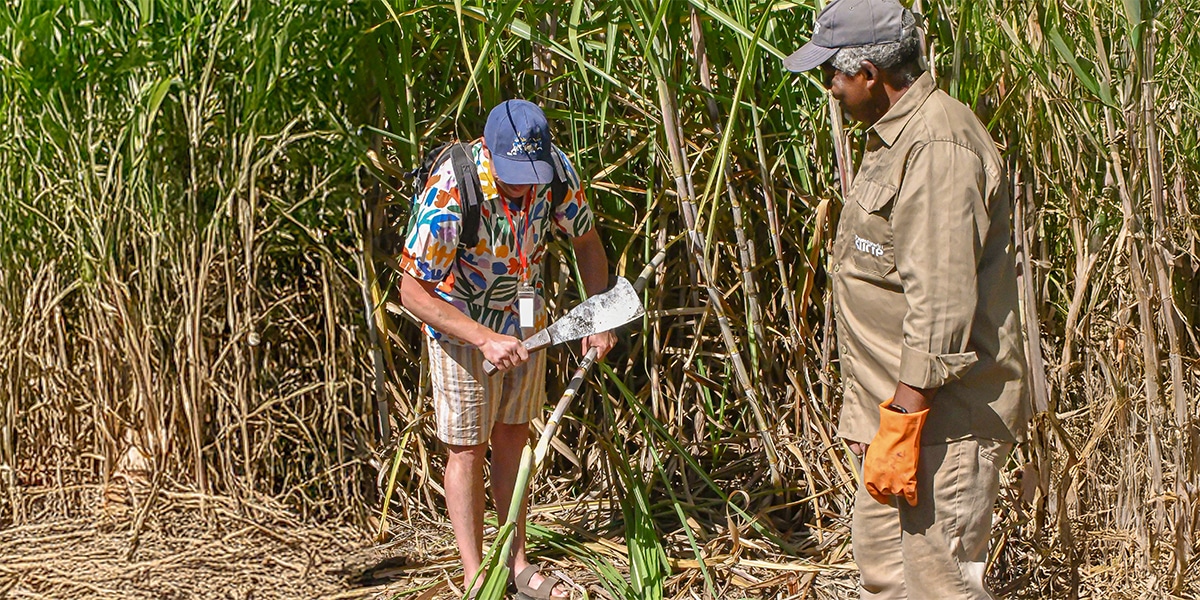 Cane cutting
